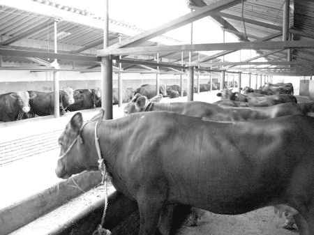 產(chǎn)業(yè)發(fā)展看平?jīng)觥捌經(jīng)黾t?！眽?nèi)開花墻外紅