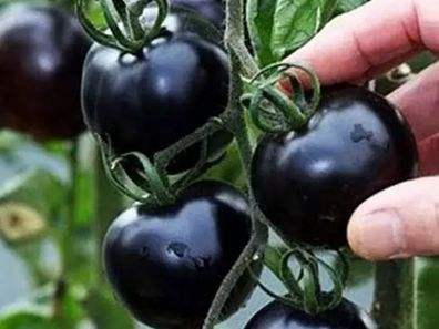 快看！蘭州新區(qū)高優(yōu)新特圣女果“黑羅漢”成熟待摘