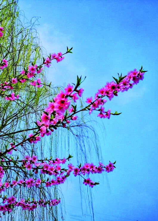 銅城桃花嫵媚綻放！君莫宅家辜負(fù)春光美景