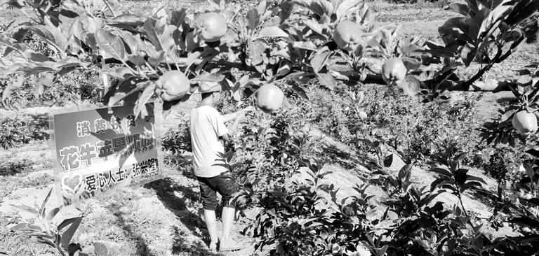 “于堡村果園”開(kāi)張記——認(rèn)購(gòu)“一棵樹(shù)”，結(jié)出“致富果”