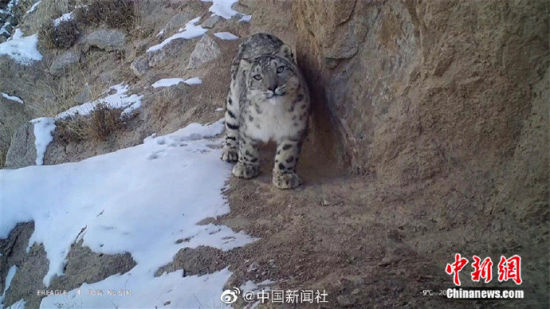 精靈漫步！甘肅阿克塞祁連山深處現(xiàn)雪豹身影
