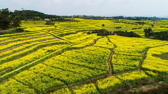 千余畝油菜花盛開。廖濤 攝