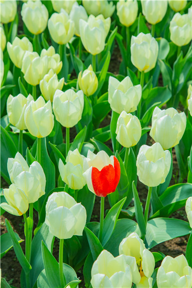 花叢中，別具一格。羅云希 攝