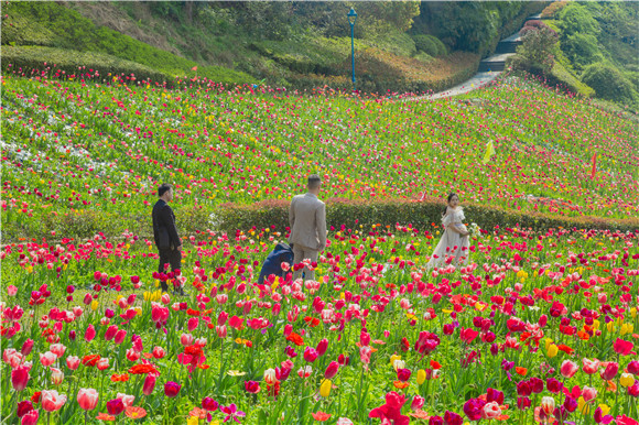 花海間，拍上一組美美的婚紗照。羅云希 攝