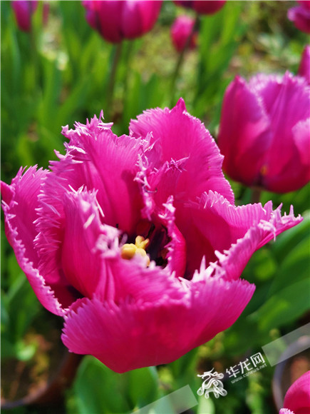 特色郁金香品種，花邊呈鋸齒狀。華龍網(wǎng)—新重慶客戶端記者 舒婷 攝