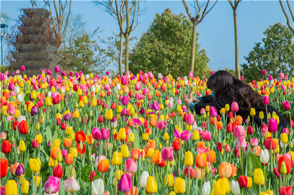 五顏六色郁金香花海。羅云希 攝