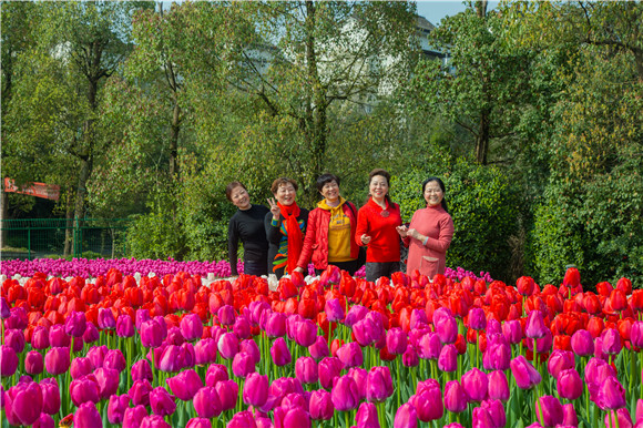 游客在郁金香花海里拍照打卡。羅云希 攝