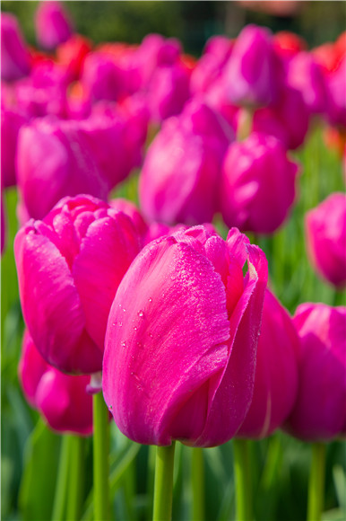 郁金香嬌艷欲滴。羅云希 攝