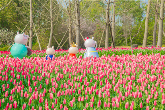 長壽湖郁金香次第開放。羅云希 攝