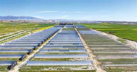 武威天?？h松山鎮(zhèn)德吉新村秀珍菇科技產(chǎn)業(yè)園初具規(guī)模