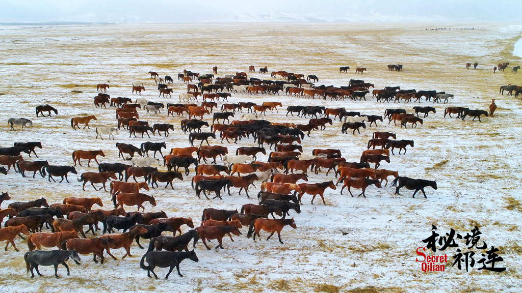 【秘境祁連·第7期】高鐵設(shè)站過(guò)祁連 千年馬場(chǎng)展雄風(fēng)