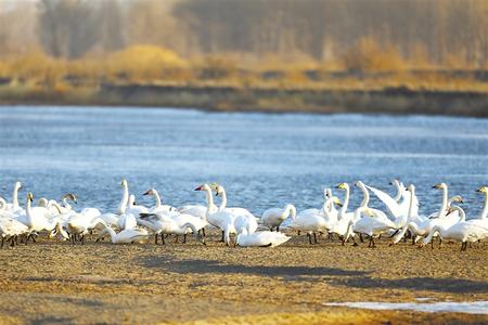高臺(tái)濕地：生態(tài)美 天鵝棲