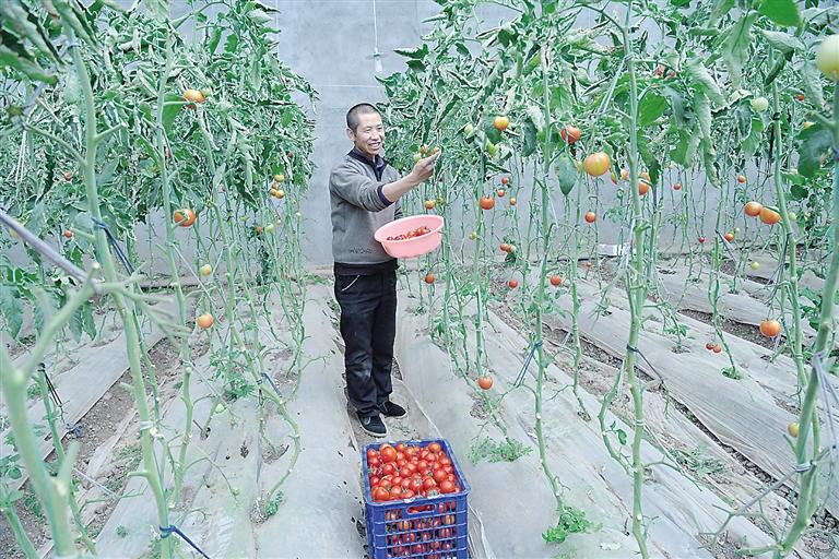 臨夏縣尹集、刁祁鎮(zhèn)易地扶貧搬遷后續(xù)產(chǎn)業(yè)園有日光溫室534座