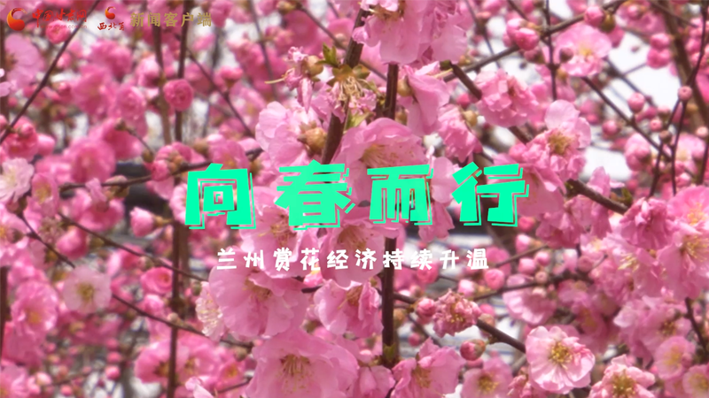 視頻|向春而行 蘭州賞花經濟持續(xù)升溫