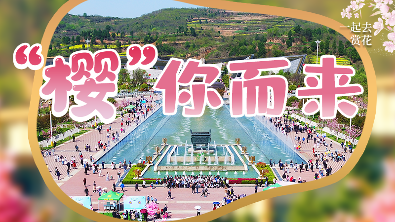 海報(bào)|春色爛漫，一組海報(bào)“云賞”櫻花盛開