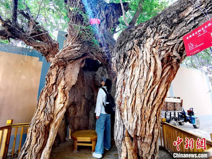 青海海東市阿河灘地質文化村：古樹新枝、丹山碧水