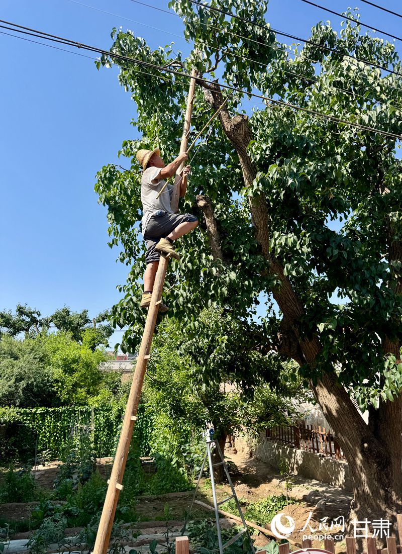 什川古梨園果農(nóng)魏至玉正踩著蜈蚣梯修剪自家的百年梨樹。人民網(wǎng)記者 焦隆攝
