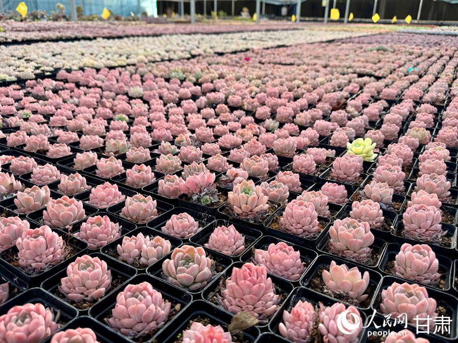 蘭州鑫源現(xiàn)代農(nóng)業(yè)休閑觀光旅游景區(qū)多肉大棚。人民網(wǎng)記者 焦隆攝