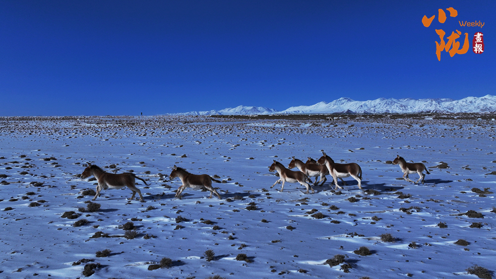 【小隴畫(huà)報(bào)·458期】阿克塞：生靈為筆 寫(xiě)就草原冬日生態(tài)詩(shī)篇
