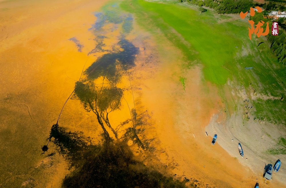 劉家峽黃河灘涂“潮汐樹”繪就大地奇觀