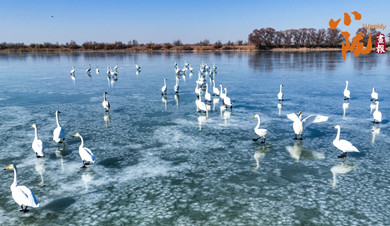 金塔：候鳥(niǎo)與濕地的詩(shī)意圖景